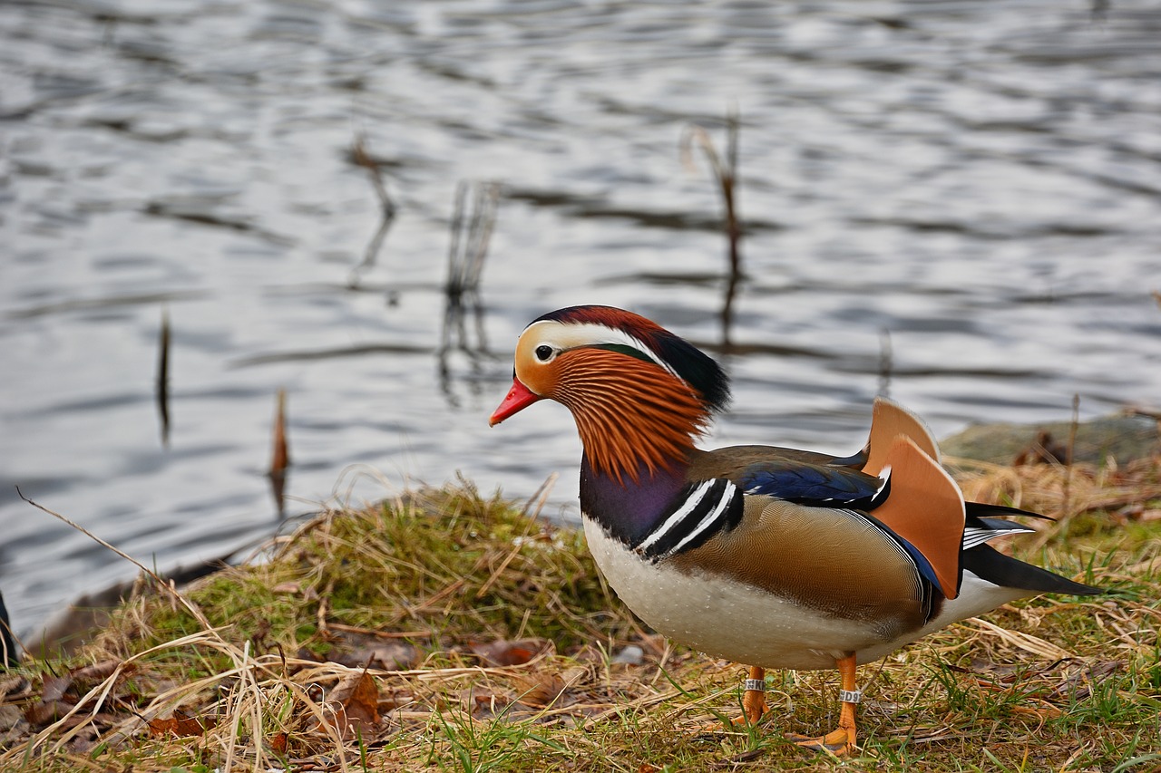 ¿Qué comen los pájaros mandarines?