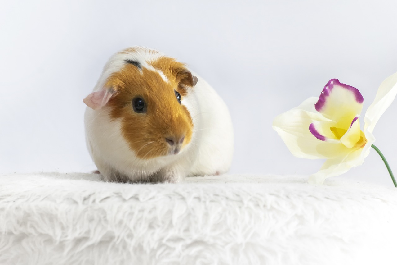 ¿Qué nombre le puedo poner a mi cobaya hembra?