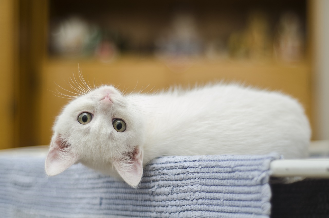 ¿Qué pasa si un gato se come una hormiga?