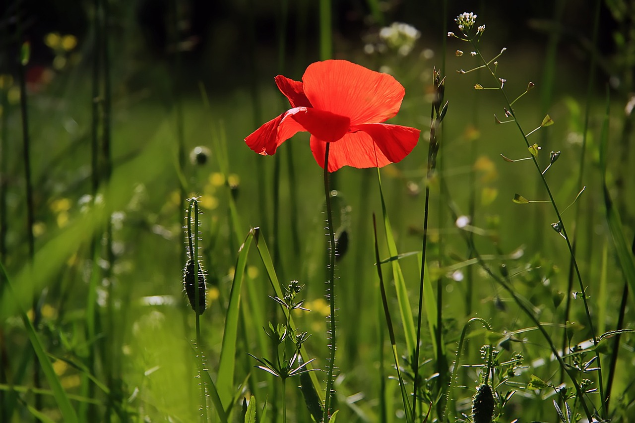 ¿Qué se necesita para hacer jardineria?