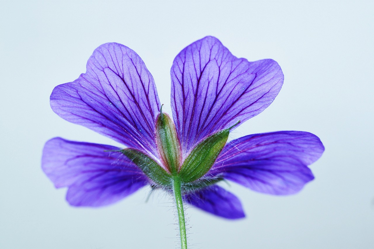 ¿Qué significado tiene la flor de geranio?