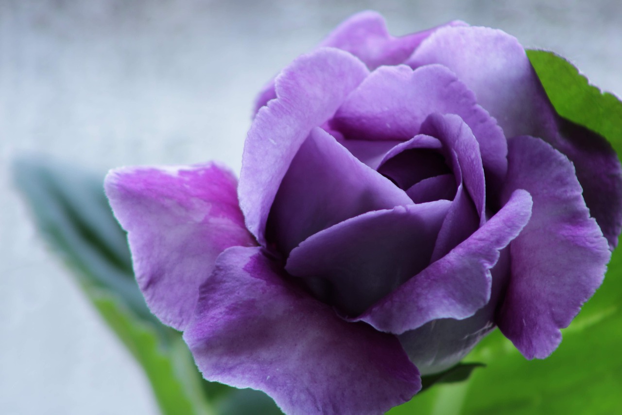 ¿Cómo cuidar las plantas de gloxinia?