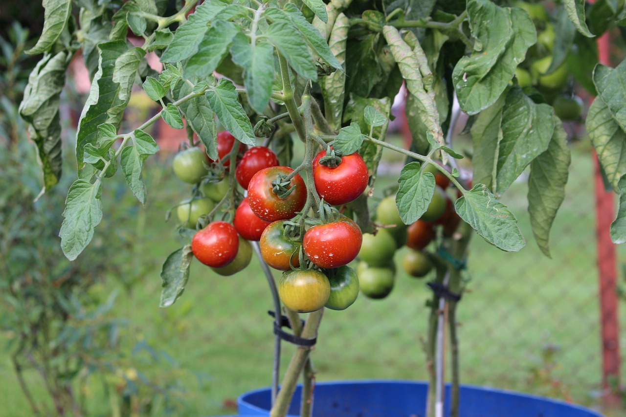 ¿Cómo hacer insecticida con ajo y jabón?