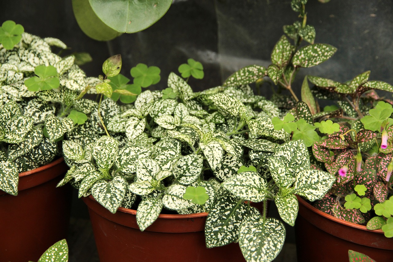 ¿Cómo se cuida la planta Hypoestes?