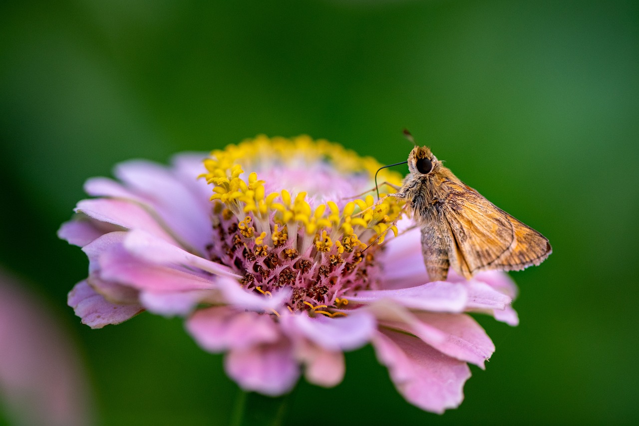 ¿Cómo se llama el insecto que se come los libros?