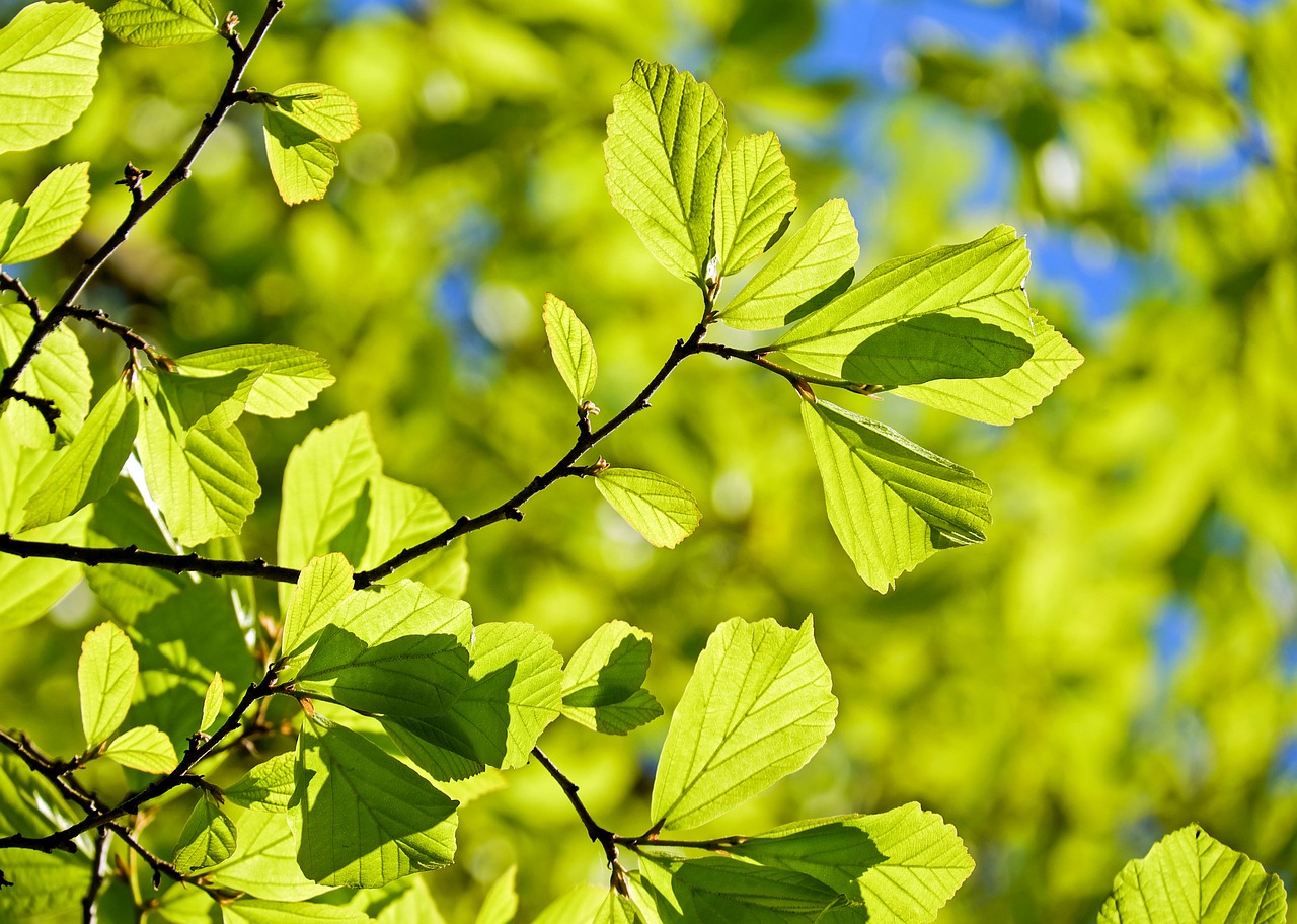 ¿Cómo se llaman todas las hojas de las plantas?