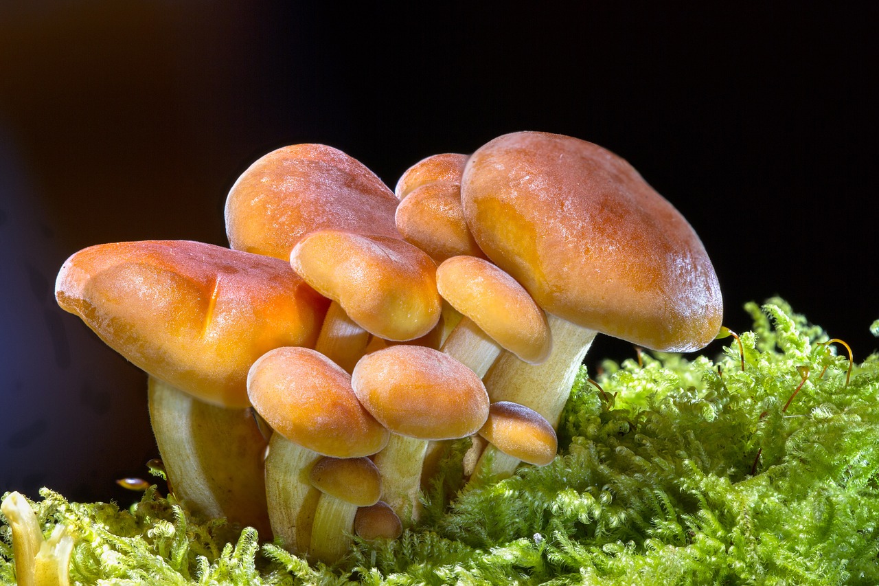 ¿Cómo se quitan los hongos de las plantas?
