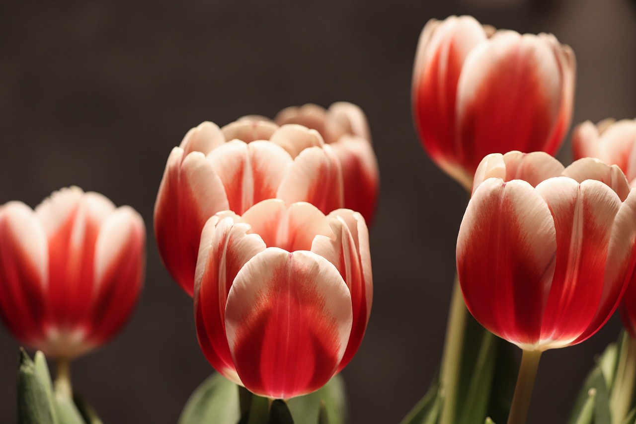 ¿Cómo son las hojas de la flor de Pascua?