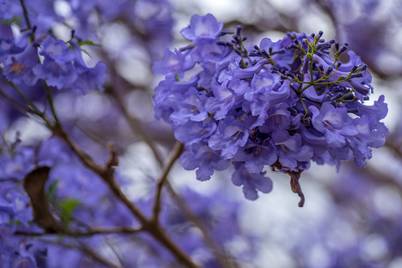 ¿Cuándo florecen las jacarandas en España?