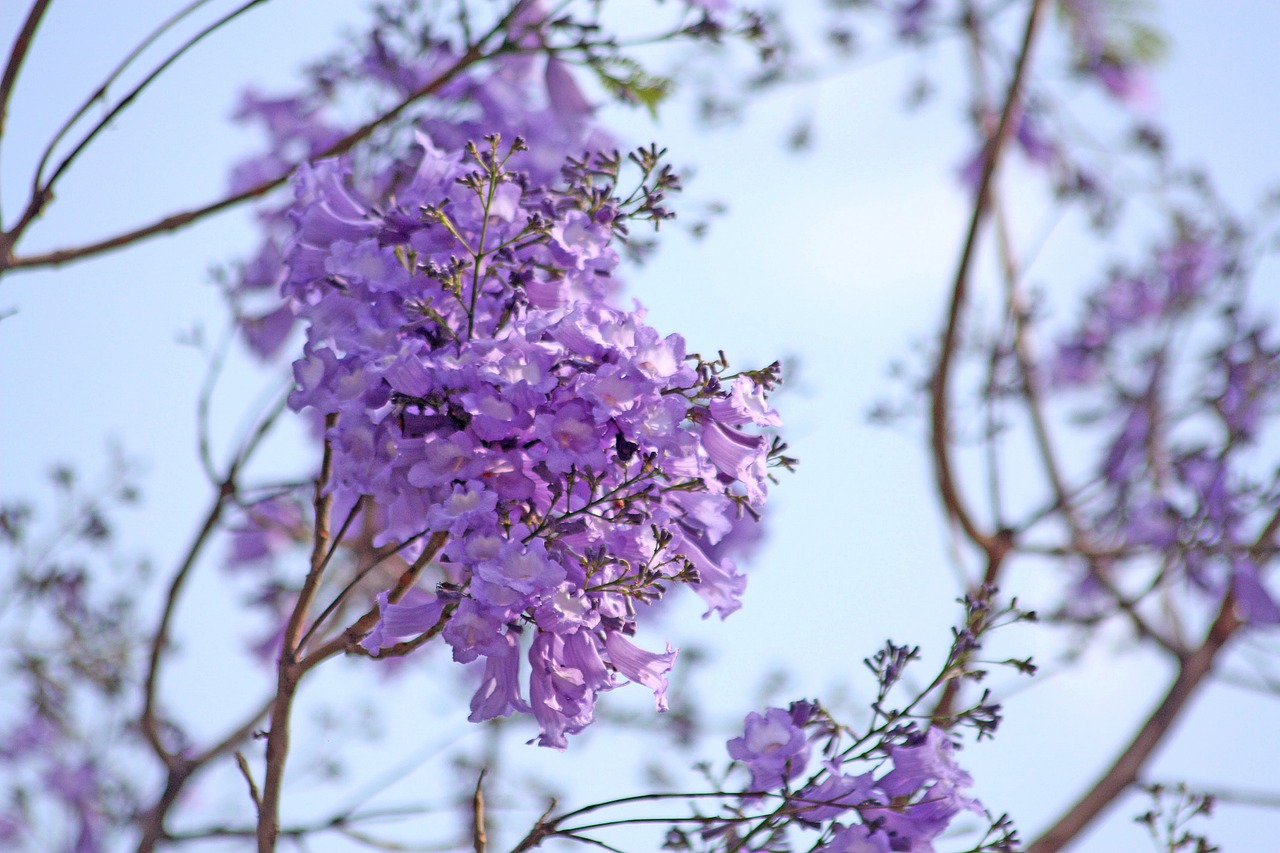 ¿Cuánto tiempo tarda en crecer un árbol de jacaranda?