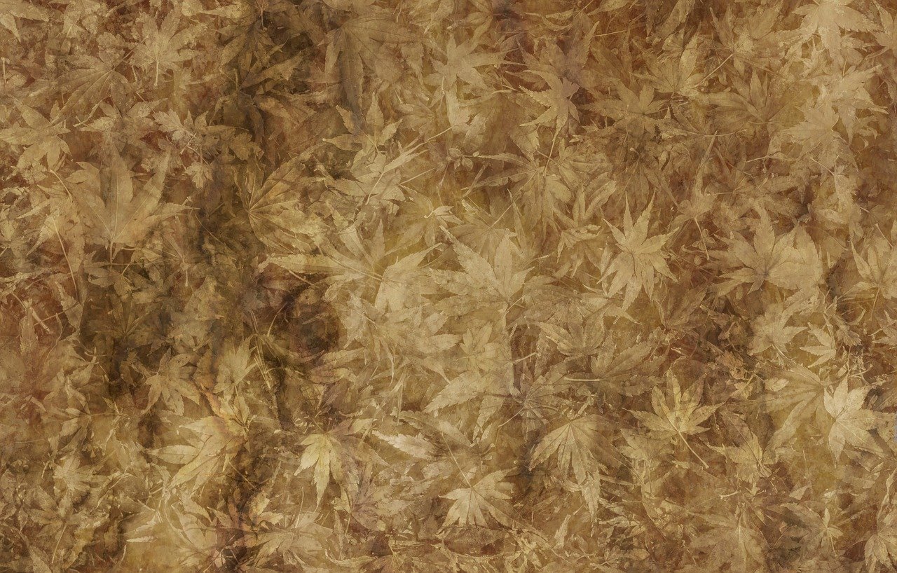 ¿Qué hacer si mi planta tiene manchas marrones?