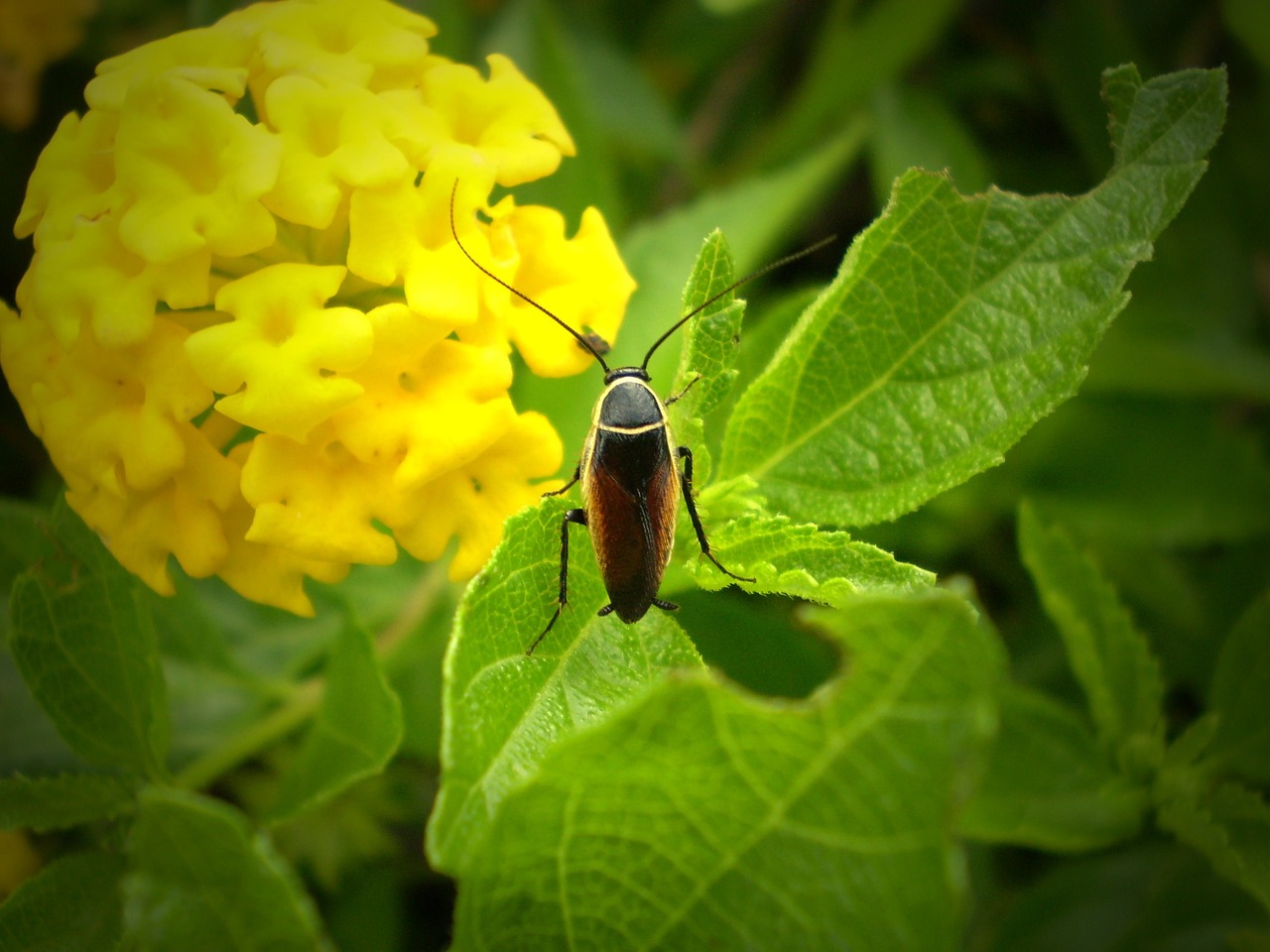¿Qué insecticida es bueno para los cítricos?