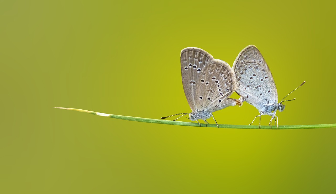 ¿Qué son los insectos blancos?