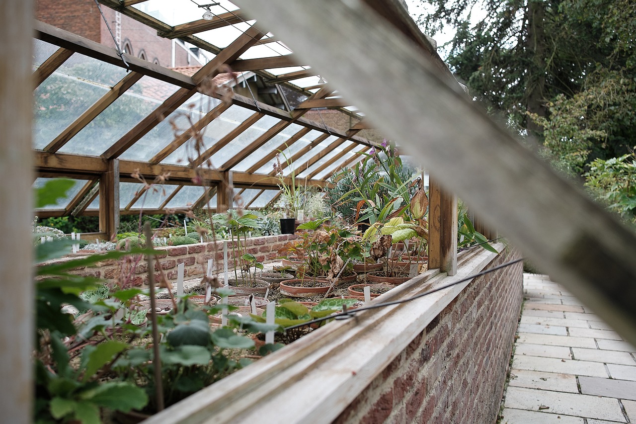 ¿Qué verduras se pueden cultivar en un invernadero?