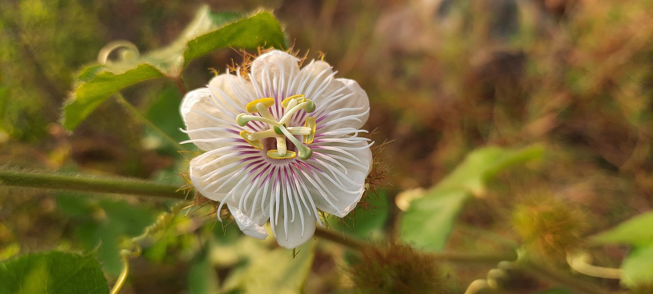 ¿Cómo se come la fruta de la pasiflora?