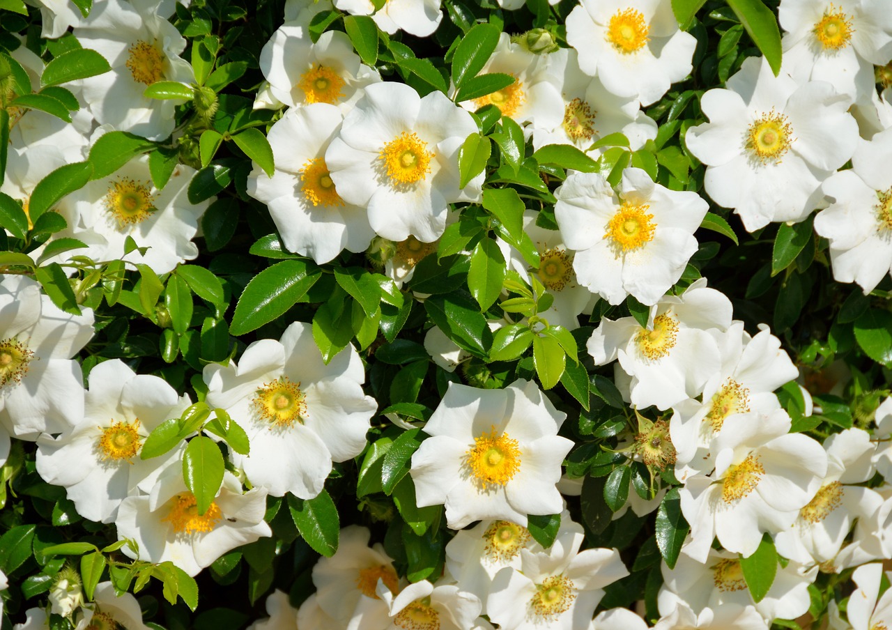 ¿Cómo se cuida la gardenia en maceta?
