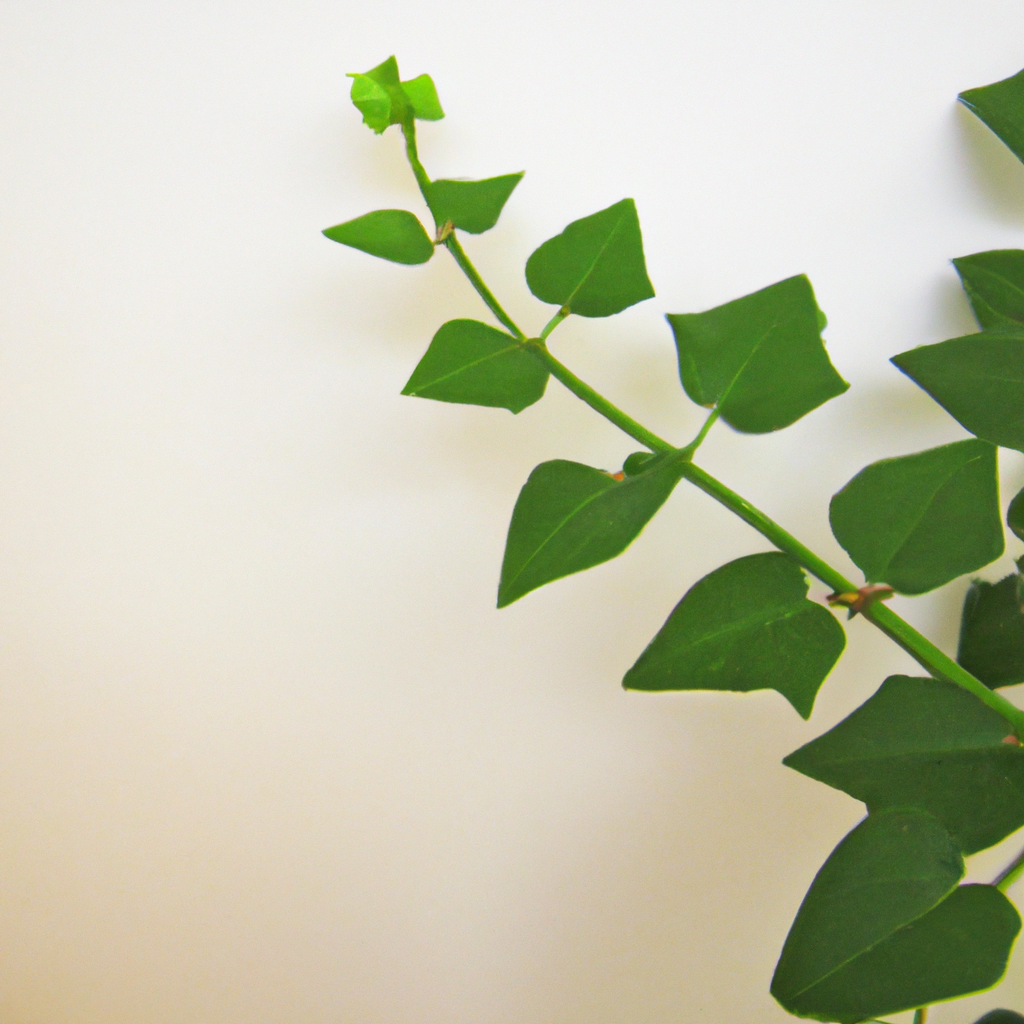 ¿Cómo se cuida la planta de hiedra?