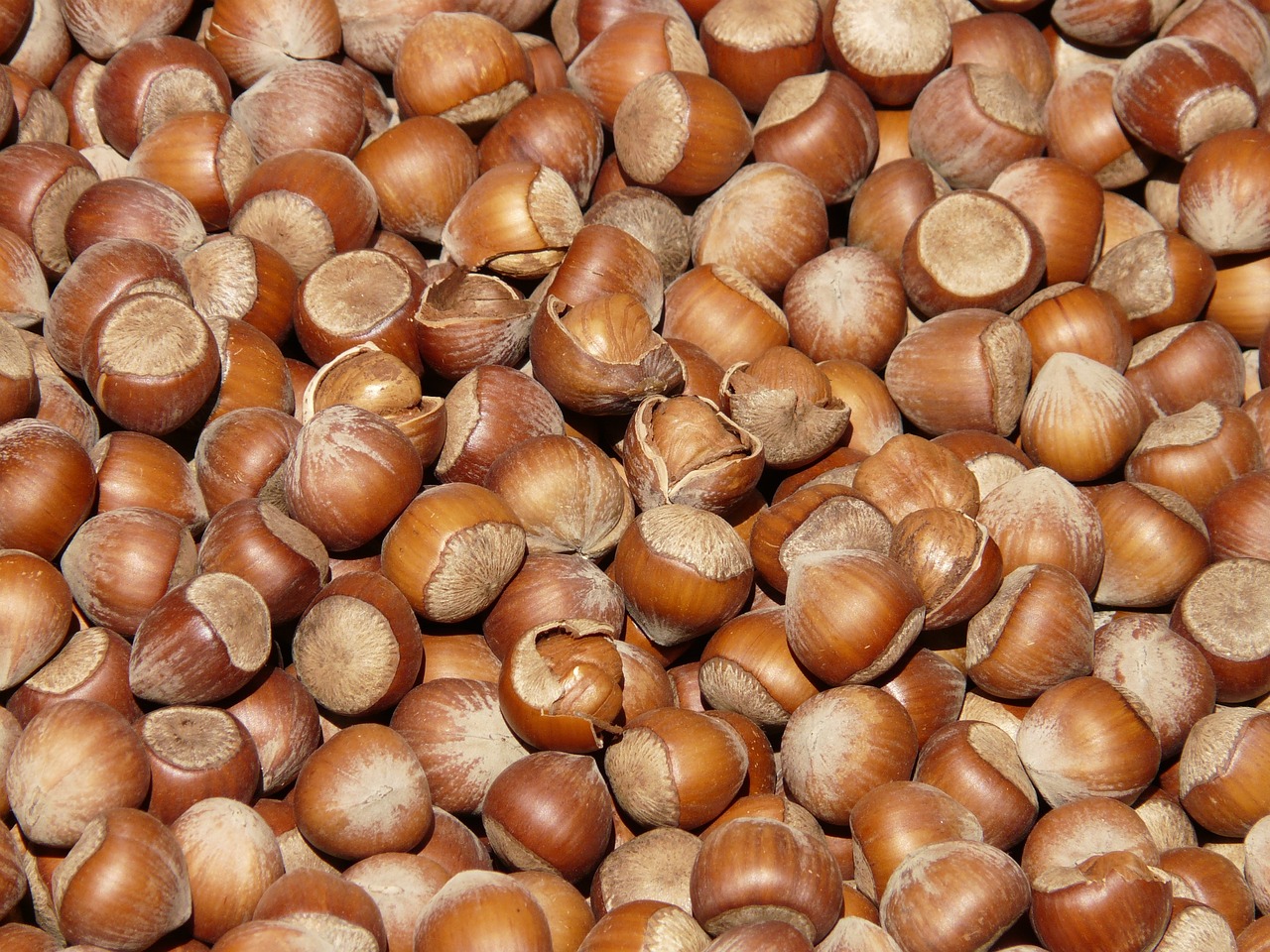 ¿Cómo se llama el fruto de nuez?