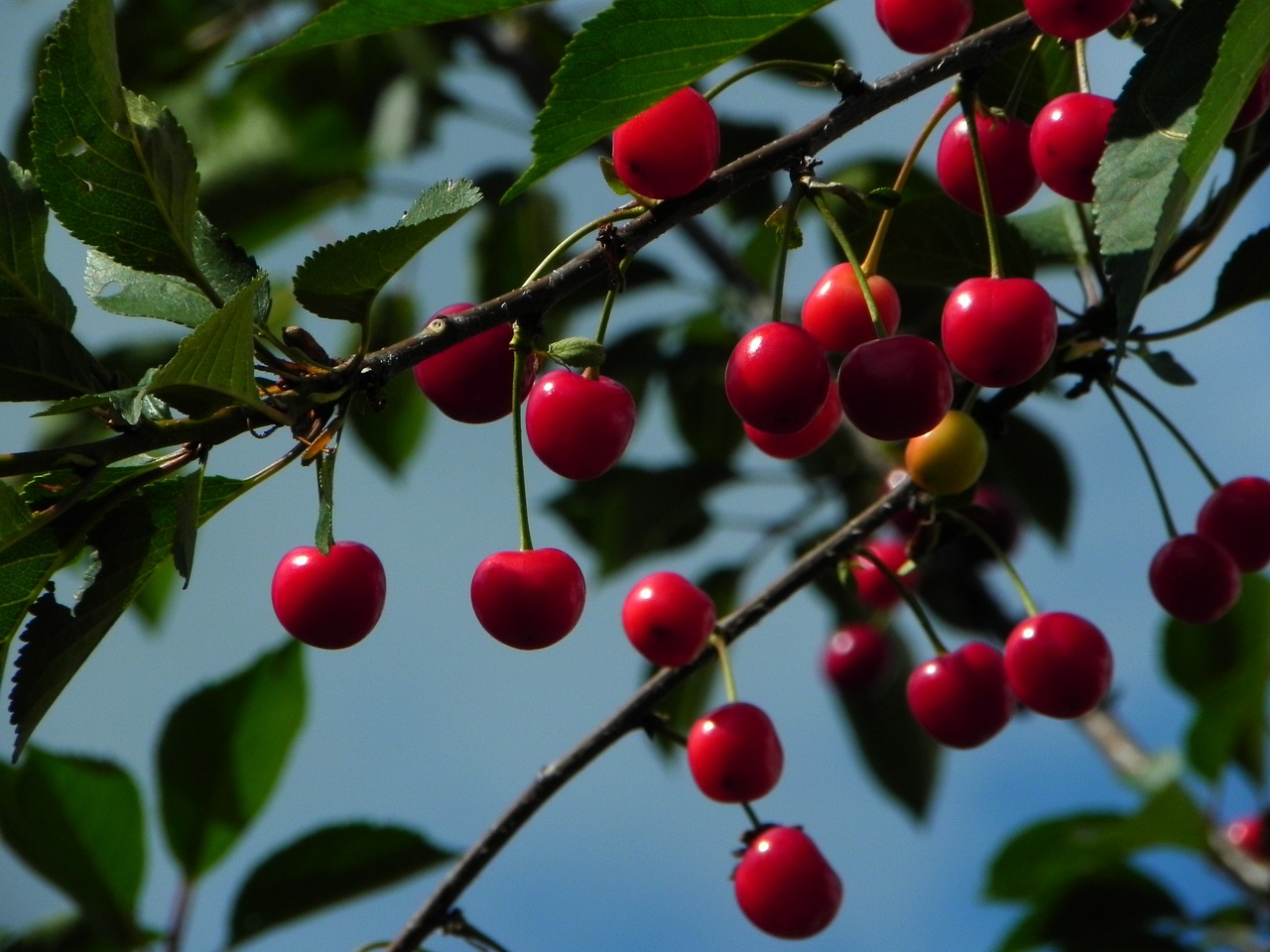 ¿Cuáles son los frutales de hueso?