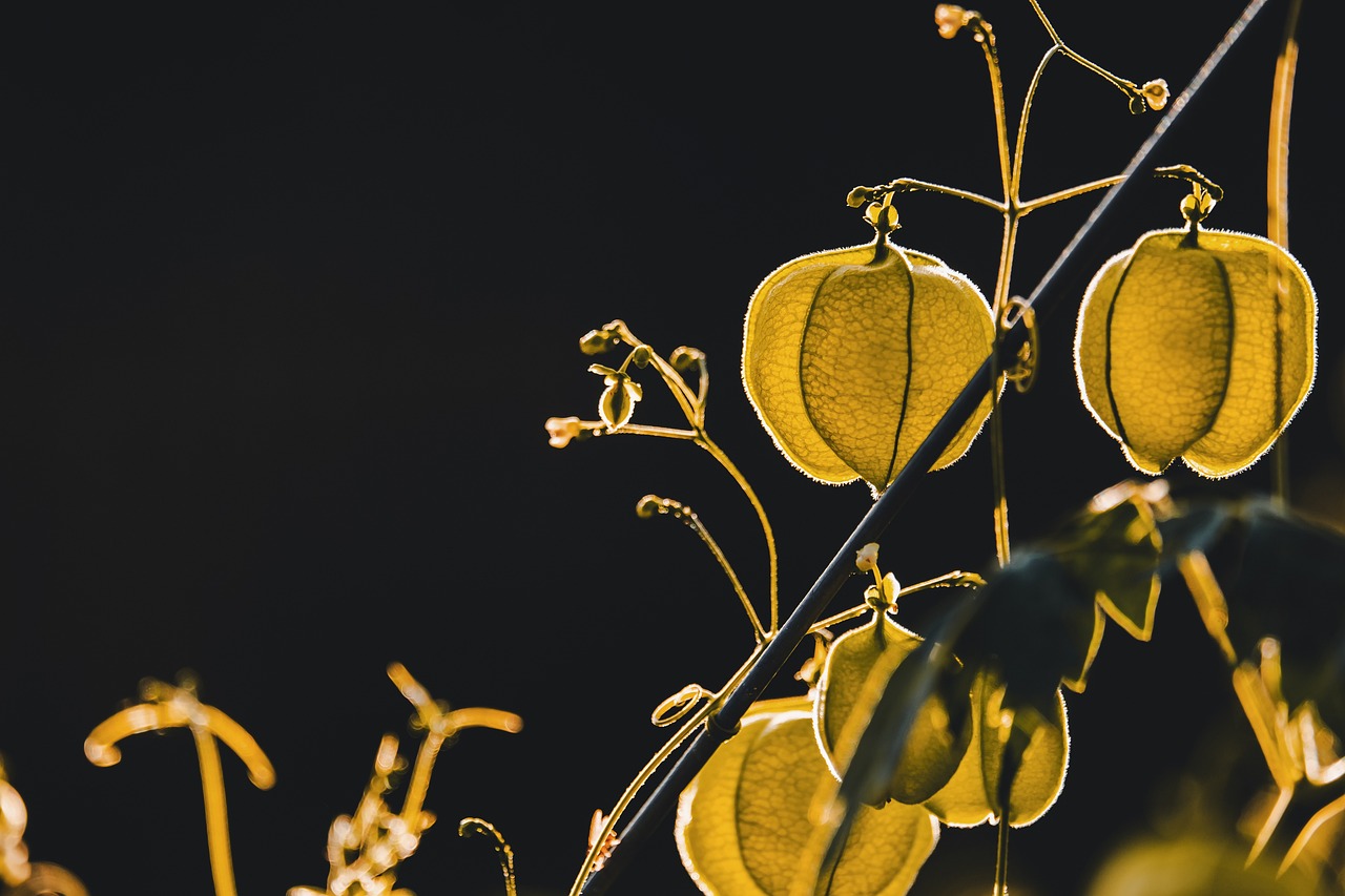 ¿Cuánto tiempo tarda en dar fruto la grosella?