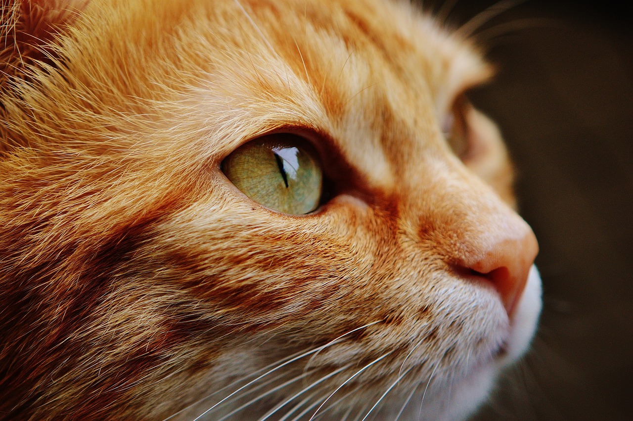 ¿Qué hacer cuando el gato se caga en la cama?