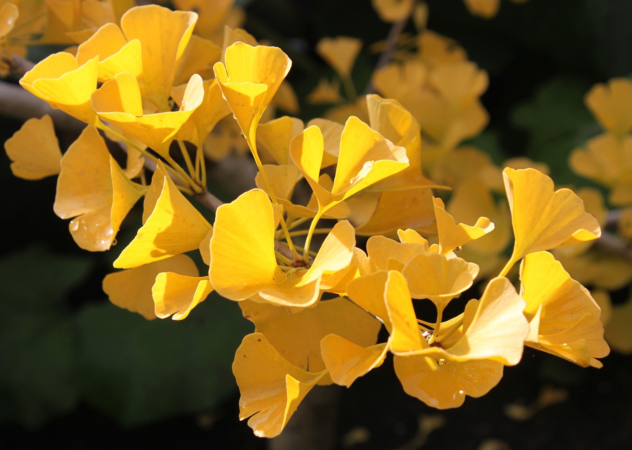 ¿Qué personas no deben de tomar Ginkgo biloba?