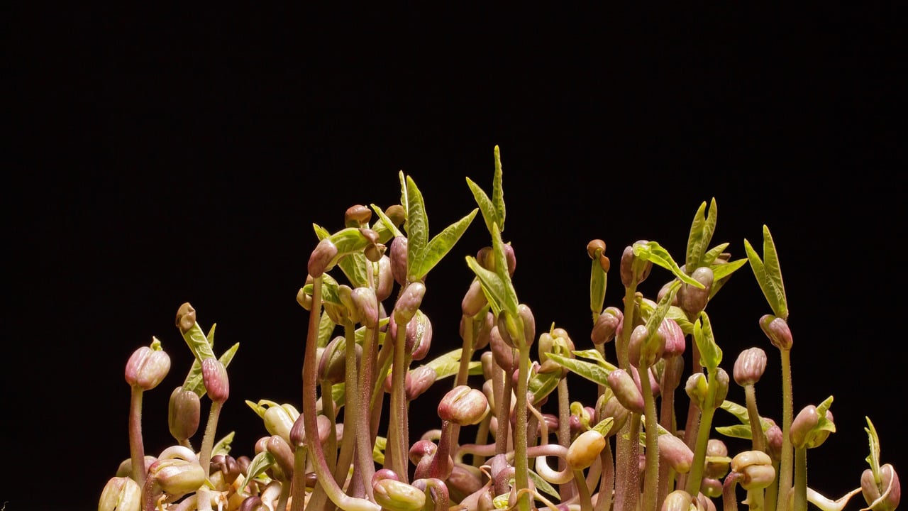 ¿Qué semilla germina más rápido de forma casera?