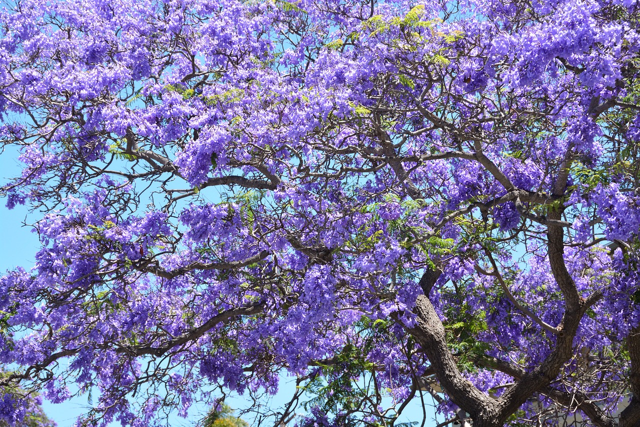Do jacaranda trees grow in the US?