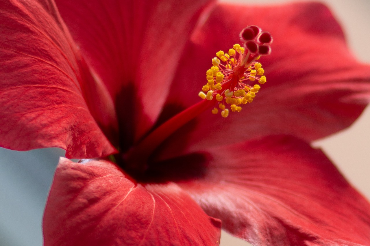 ¿Dónde poner un hibisco?