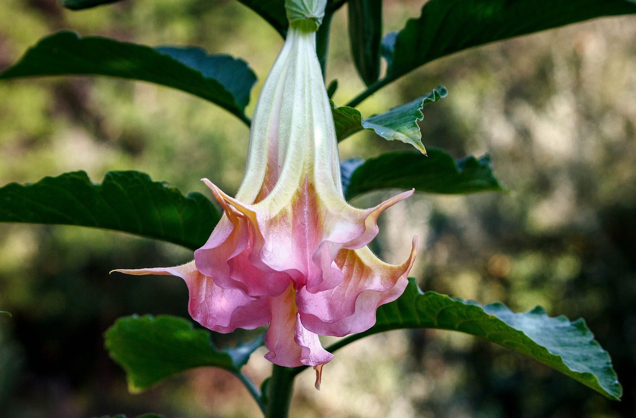 ¿Qué cura la Datura?