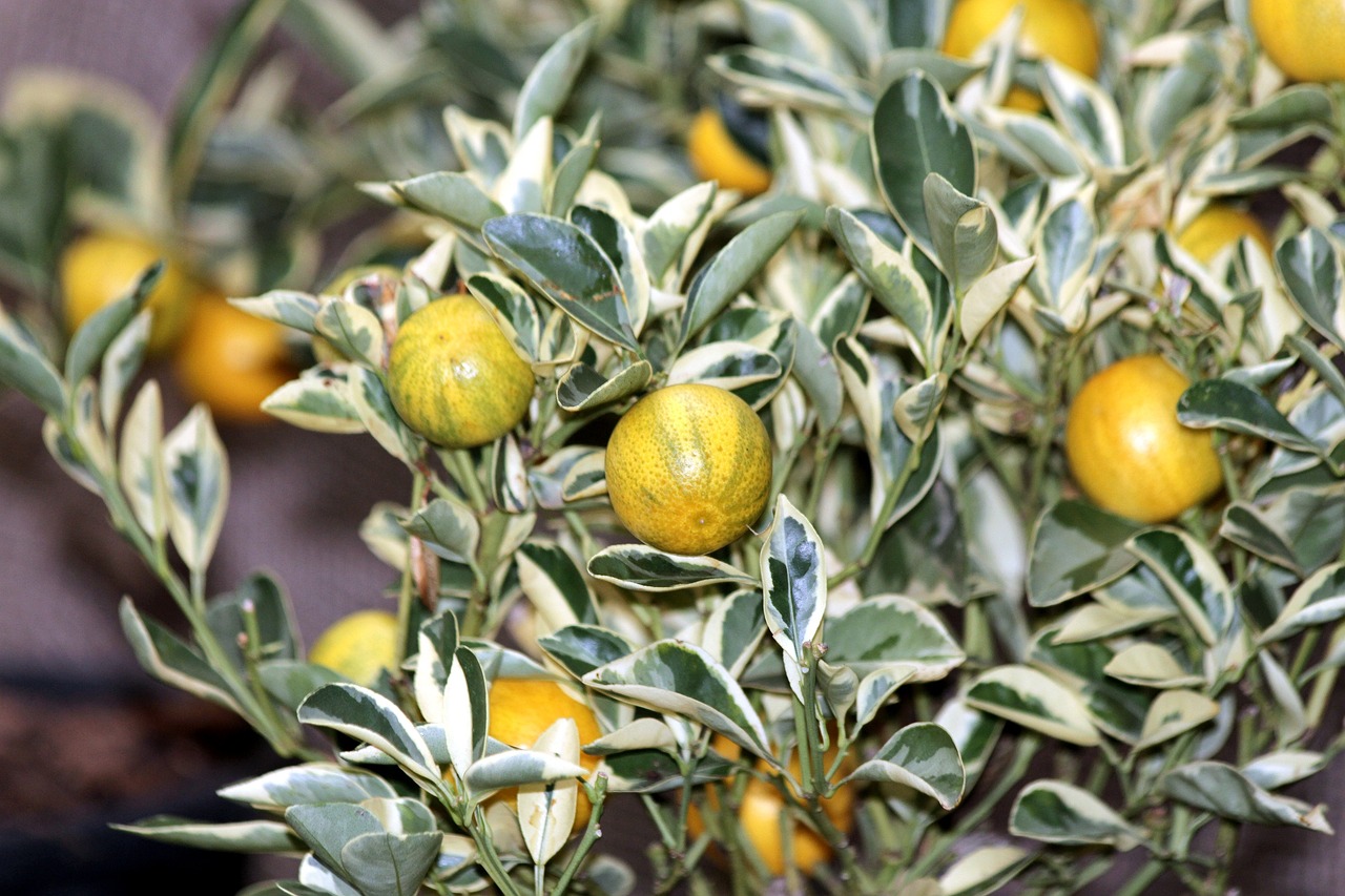 ¿Cómo se come la fruta kumquat?