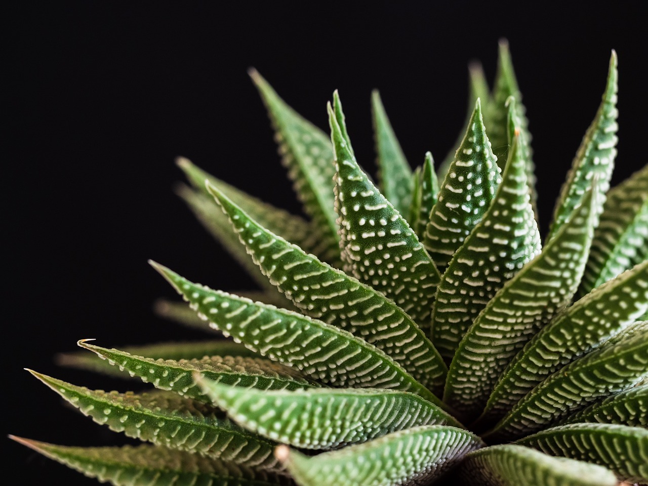 ¿Cómo se llama la flor de las suculentas?