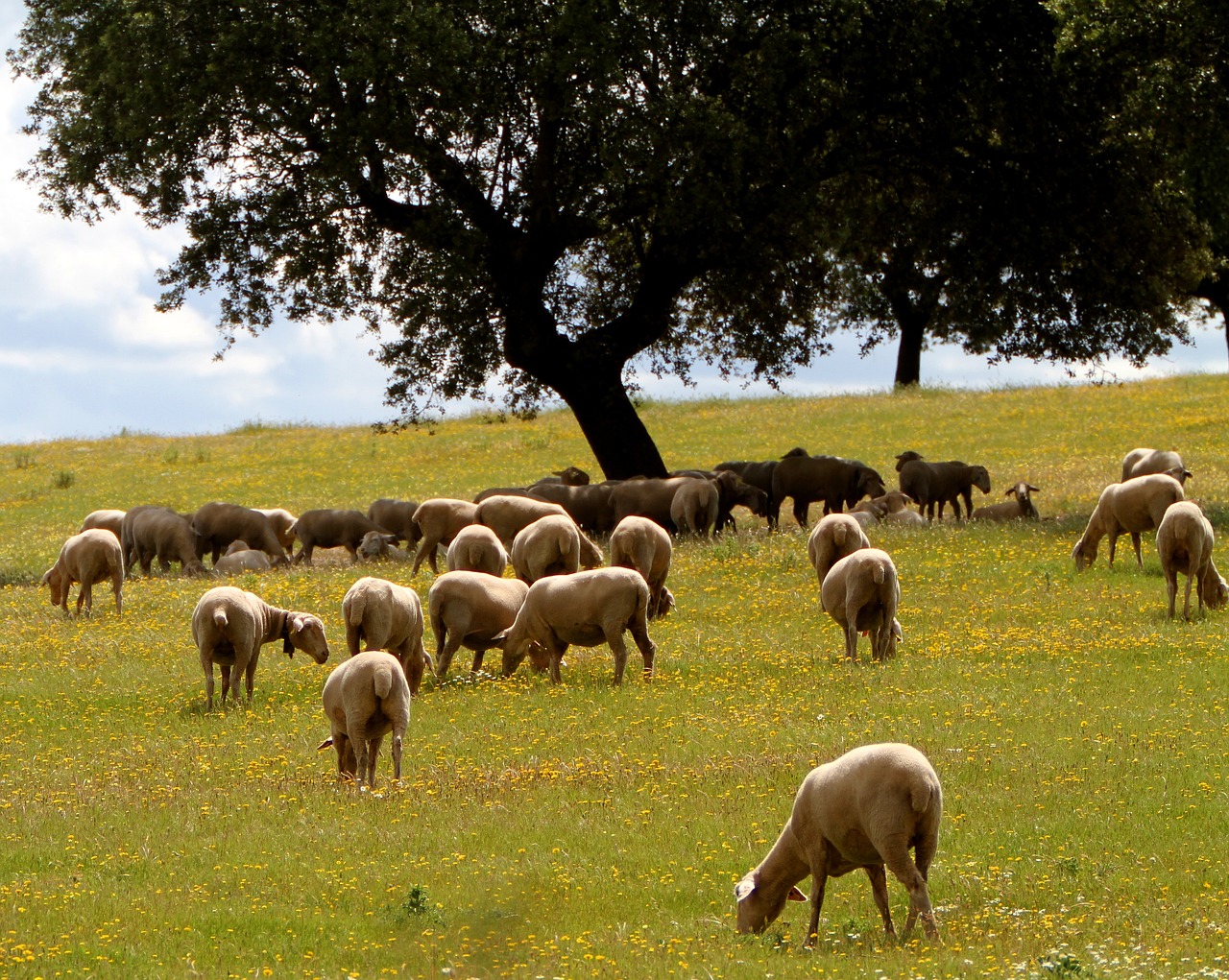 ¿Cuál es el fruto de la encina?