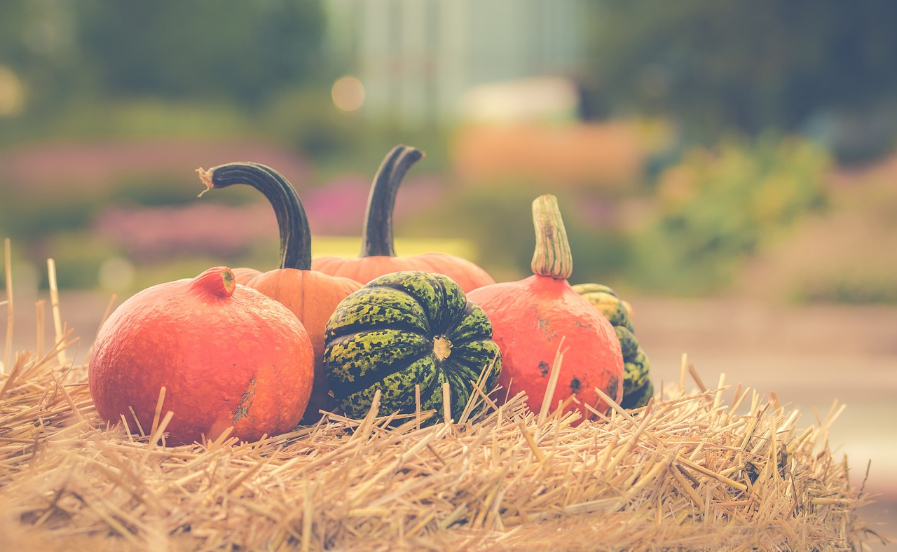¿Cuáles son las flores de temporada de octubre?