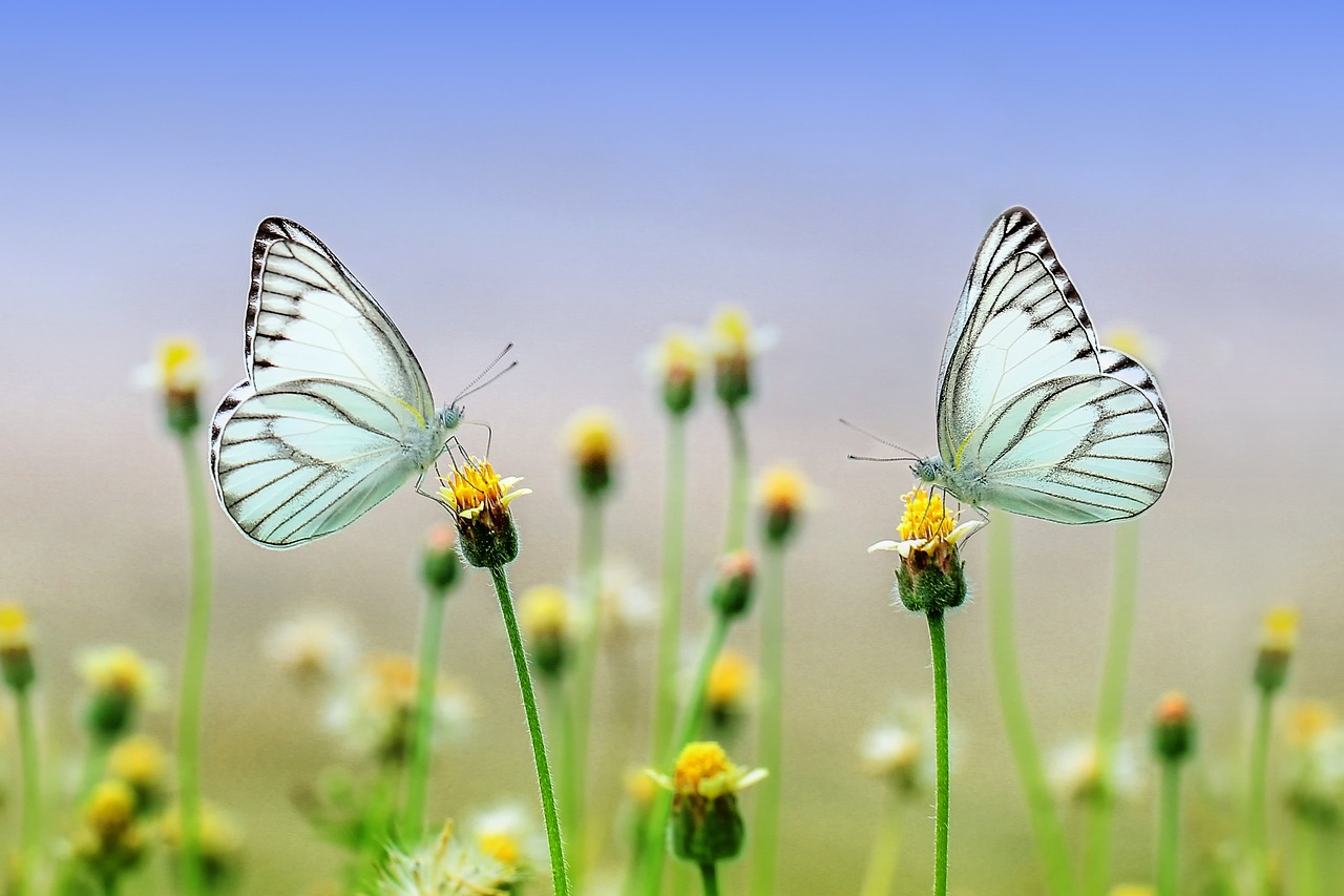 ¿Cuáles son las flores que más se venden?