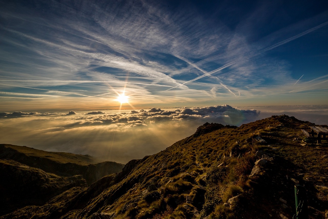 ¿Cuáles son las flores que soportan el sol?