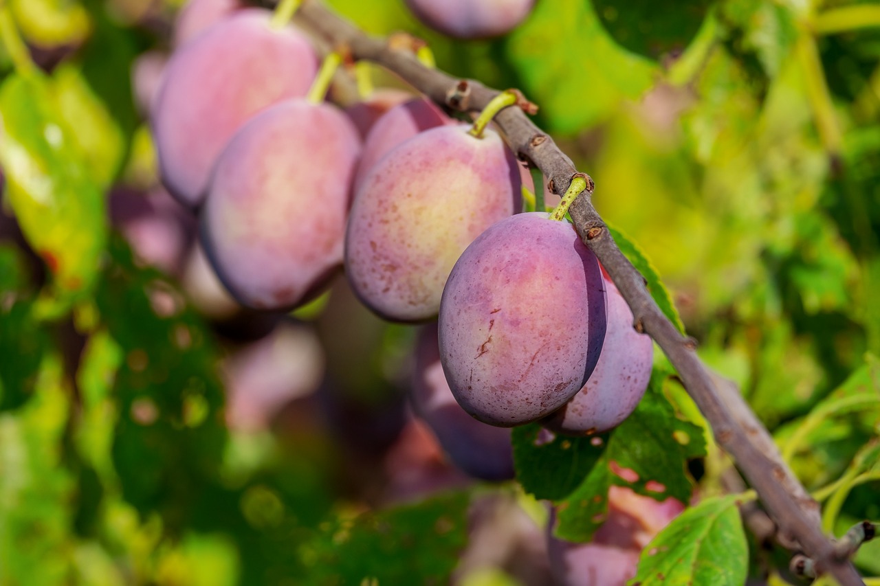 ¿Cuándo es la temporada de las ciruelas?