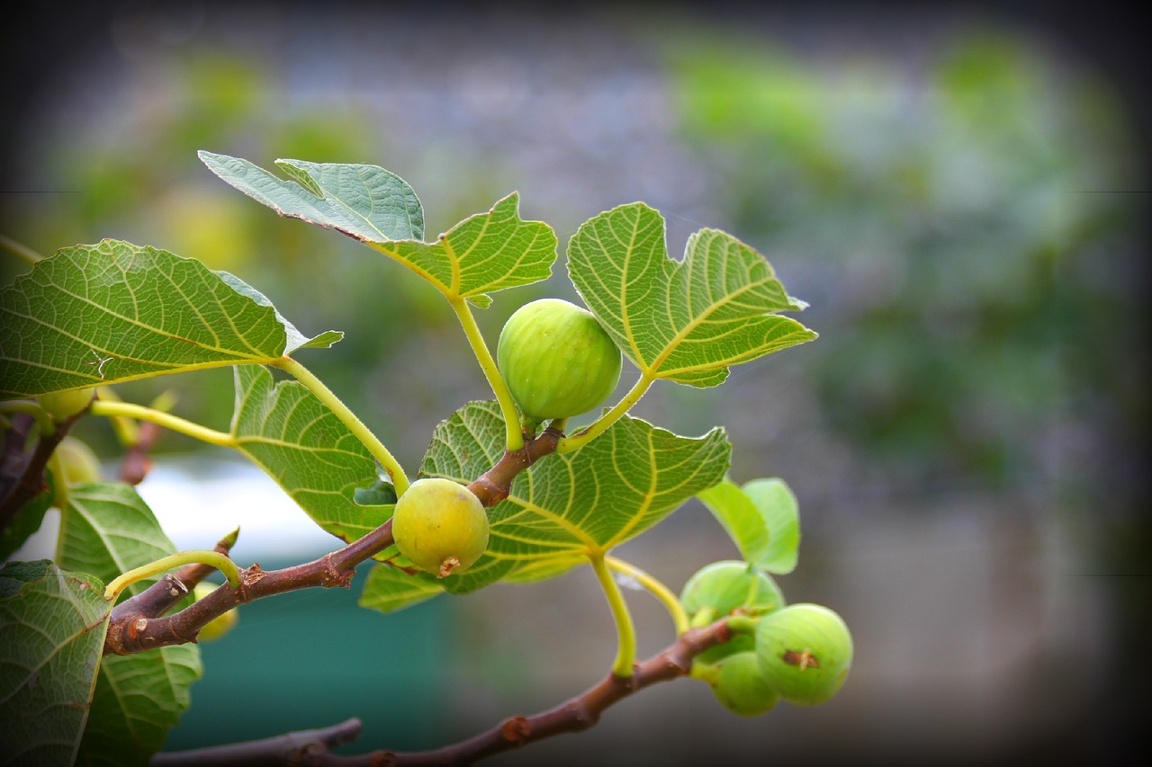 ¿Cuántos años tarda el higo en dar fruto?