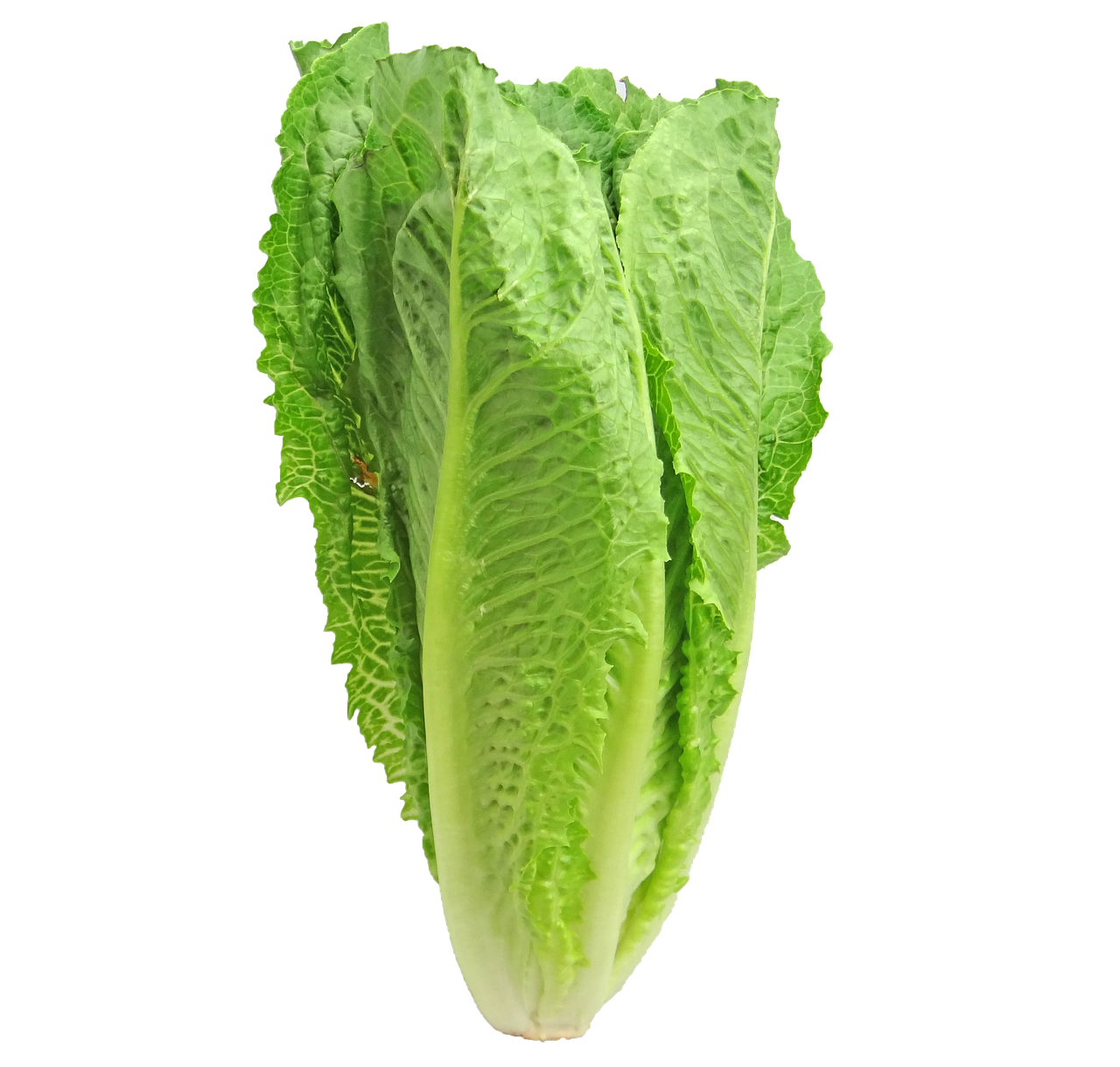 ¿Qué pasa si se come mucha lechuga?