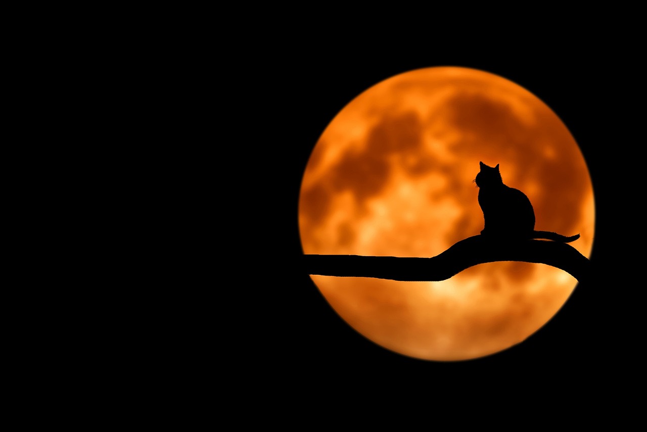 ¿Qué significa que un gato no tapa sus heces?