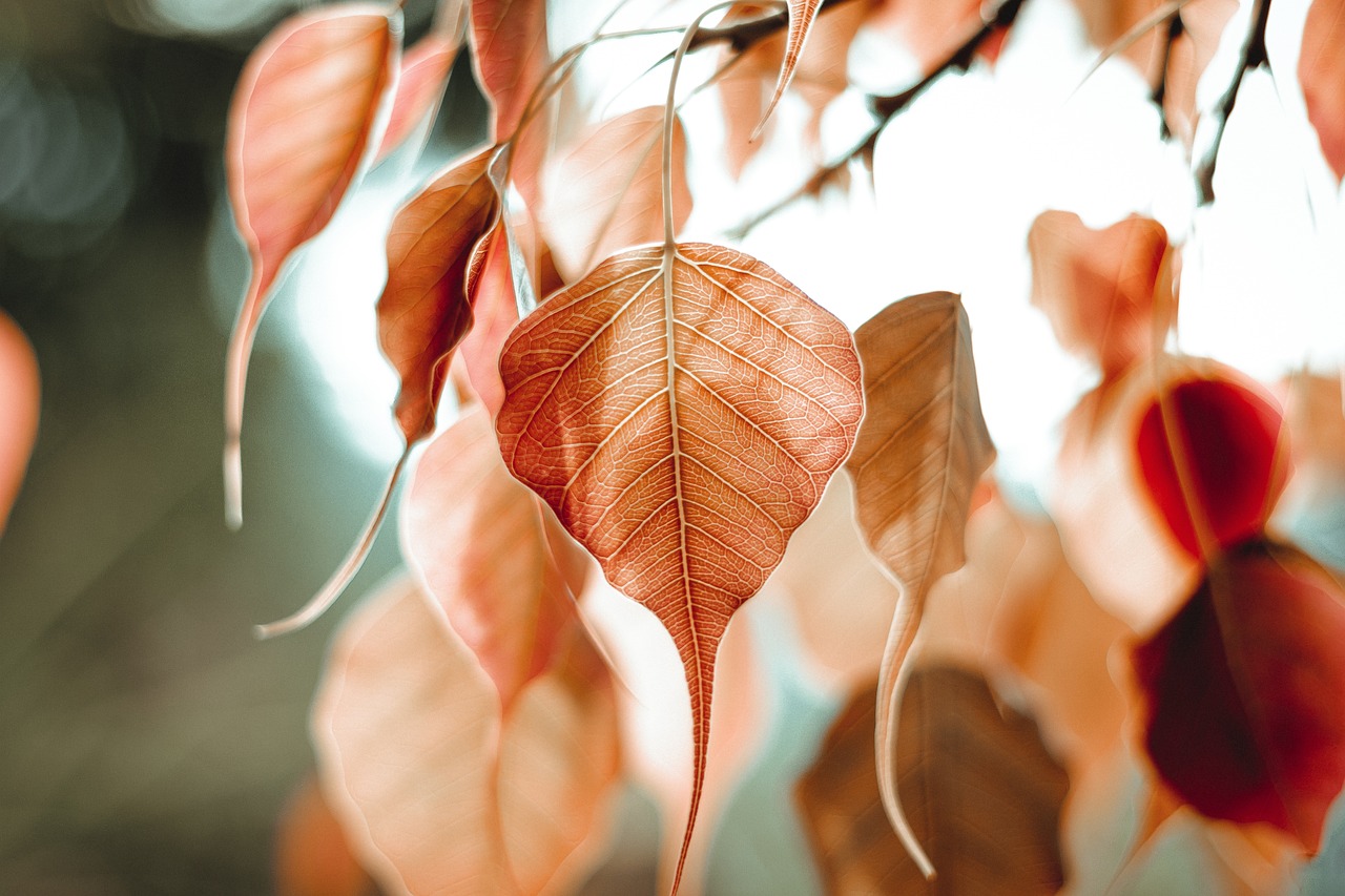 ¿Cómo se reproduce la planta de ficus?