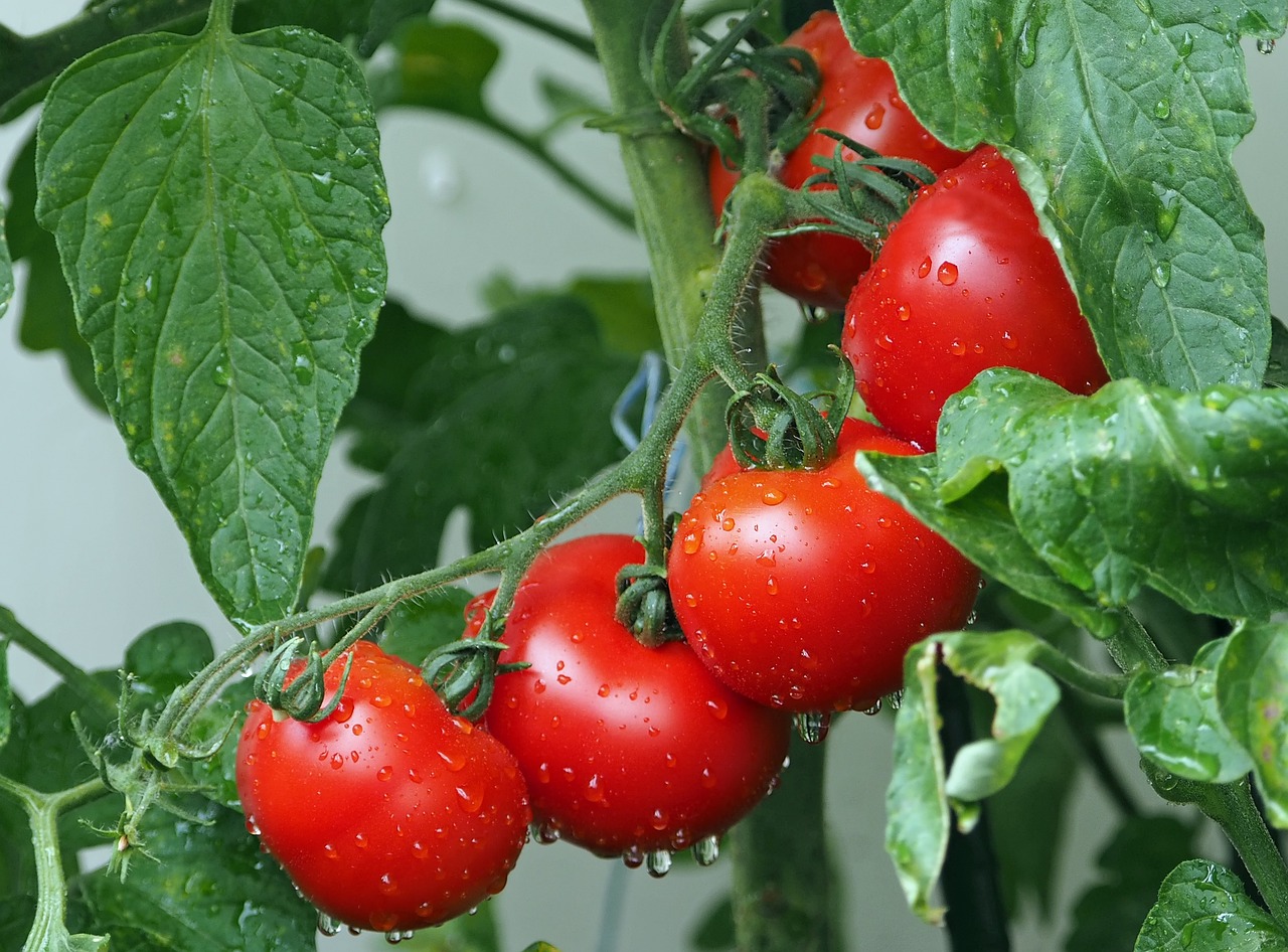 ¿Cuál es el color del tomate?