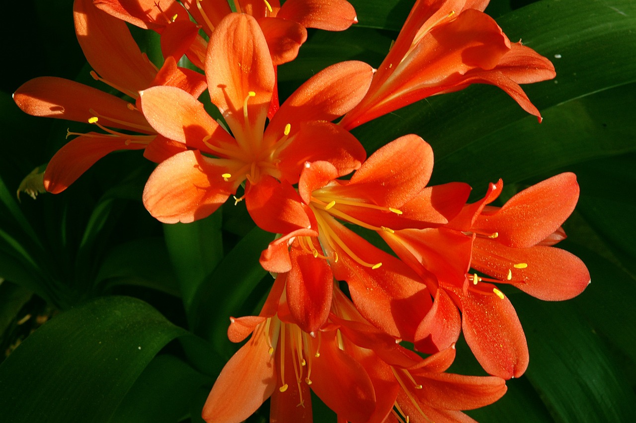 ¿Cuándo se plantan las Clivias?