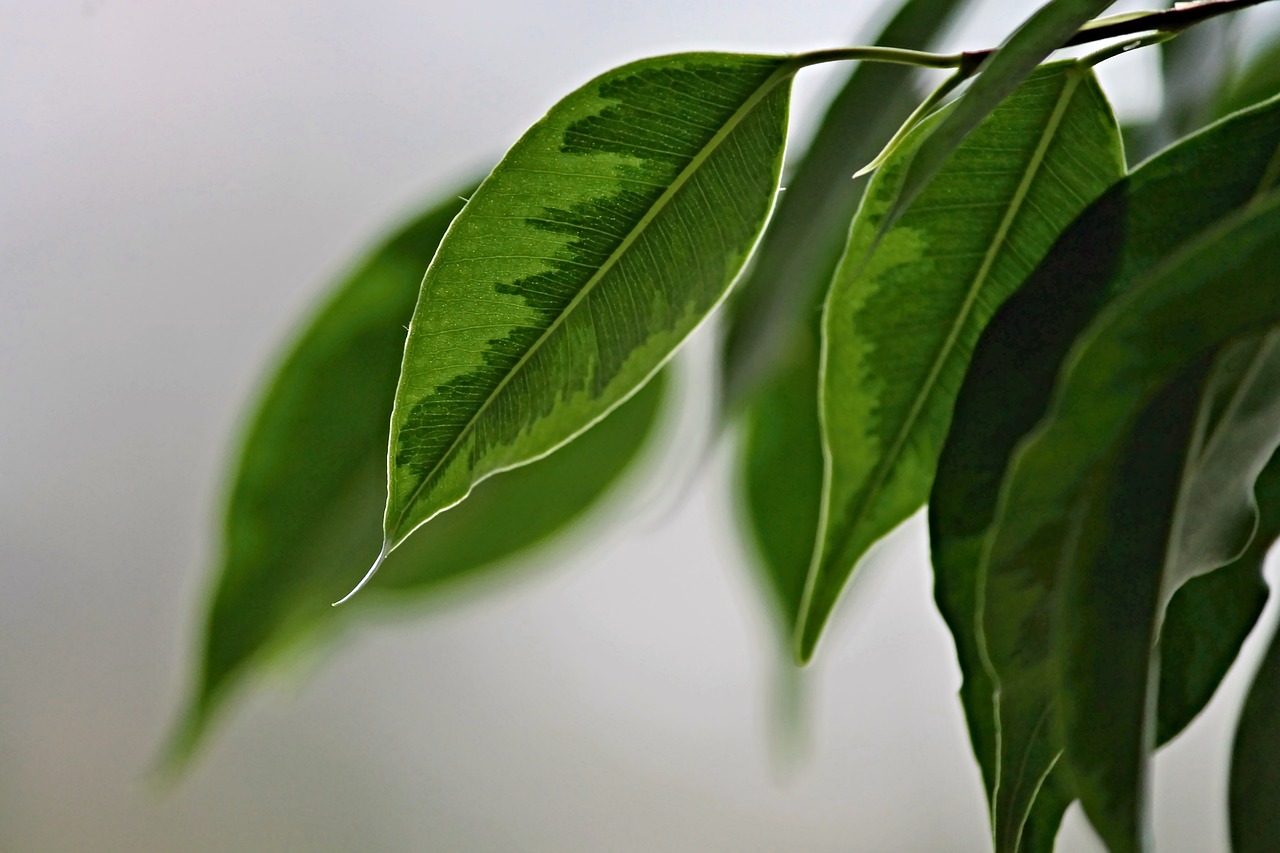¿Dónde colocar el Ficus benjamina?