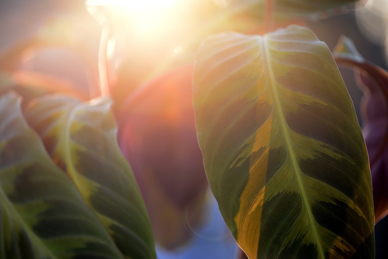 ¿Dónde colocar la calathea?