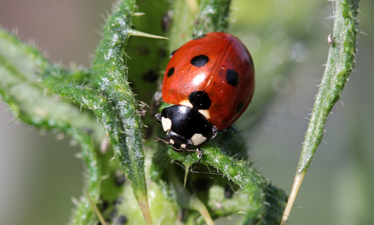 ¿Cómo nacen los pulgones de las plantas?