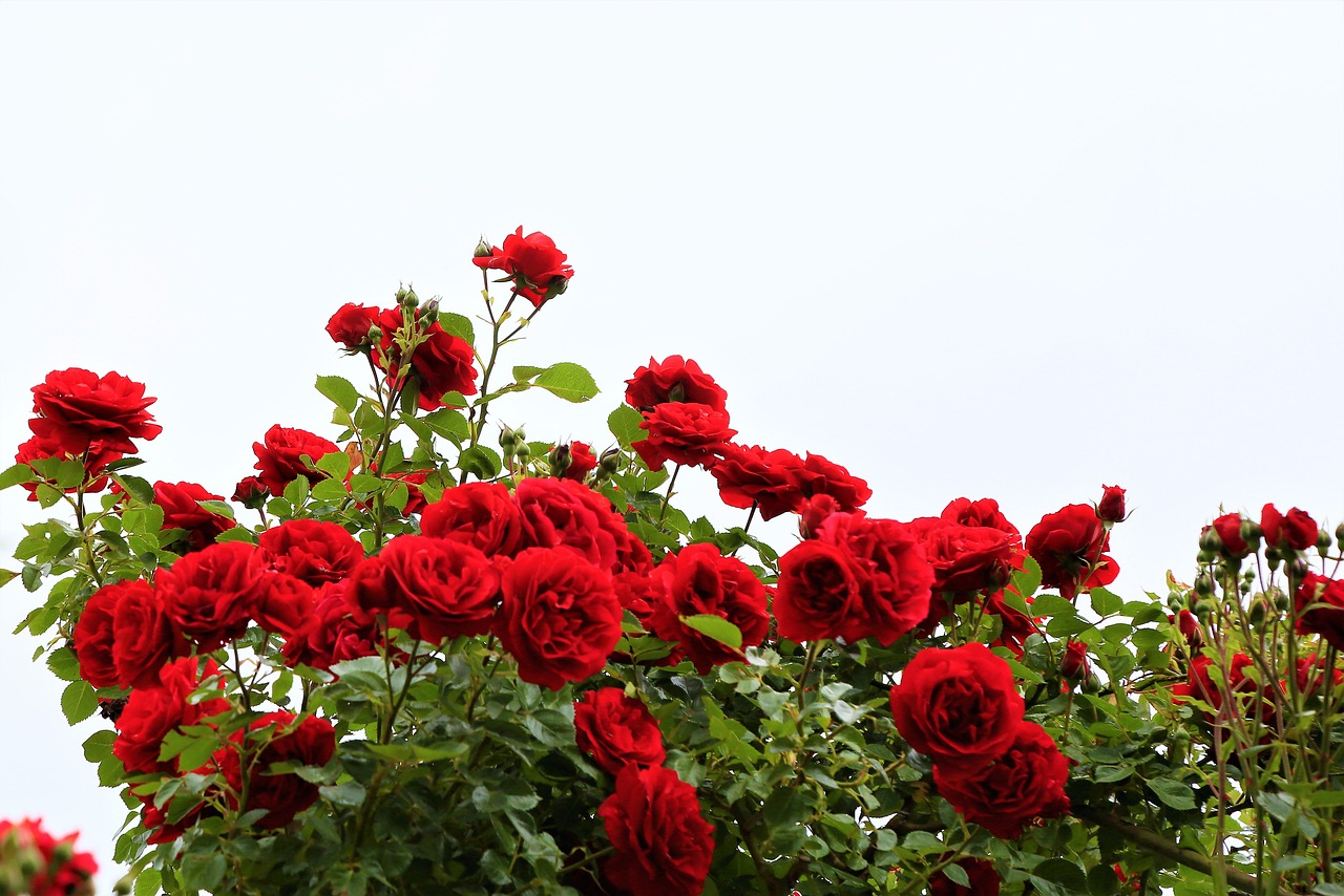 ¿Cómo se clasifica el rosal?