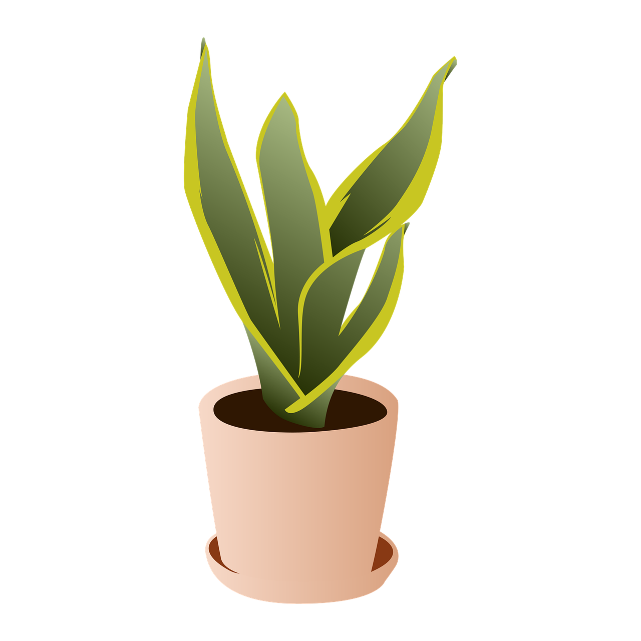 ¿Cómo se cuida la planta Dracaena?