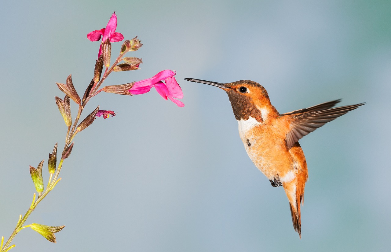 ¿Cuántas horas duerme un colibrí?