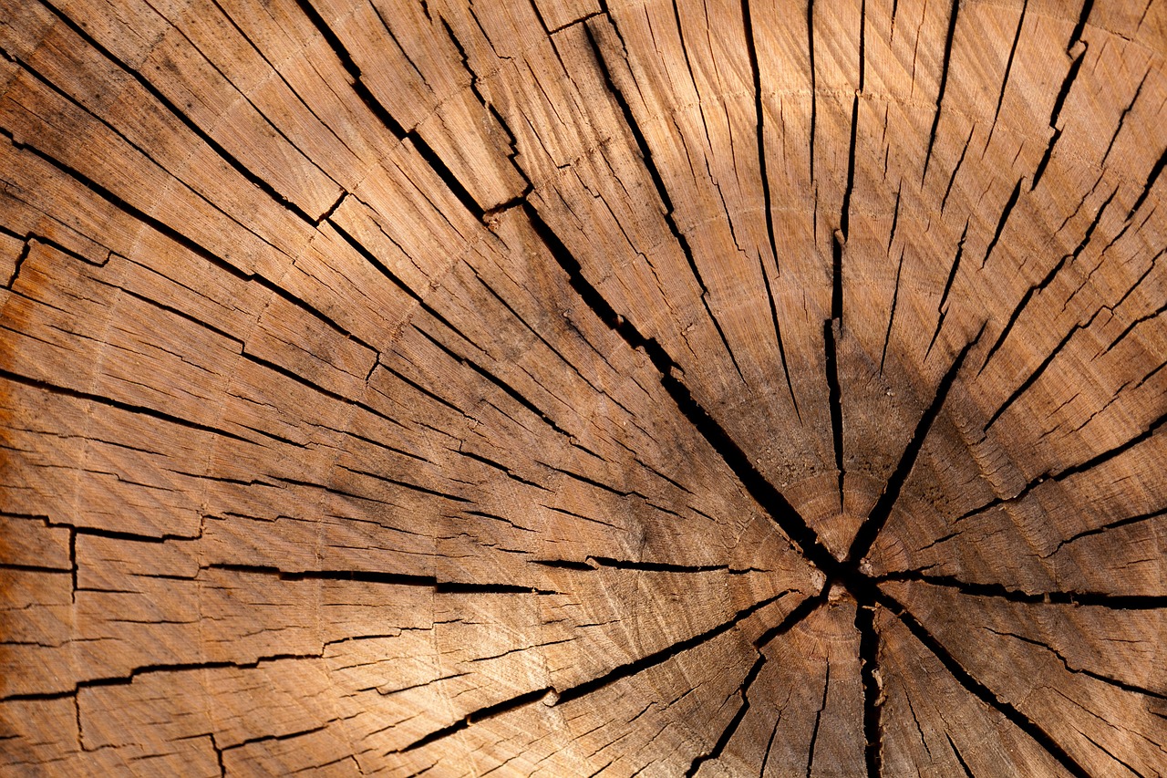 ¿Dónde está el árbol más viejo del mundo?